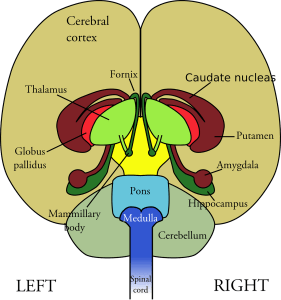 <img src="brain.jpg" alt="emdr therapy trauma ptsd"
