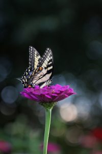 <img src="butterfly.jpg" alt="mindfulness meditation ptsd therapy"