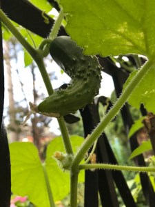 urban garden, urban jungle container gardening