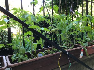 urban garden, urban jungle container gardening