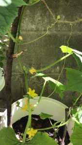 urban garden, urban jungle container gardening