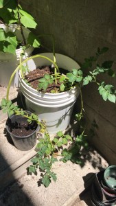 urban garden, urban jungle container gardening