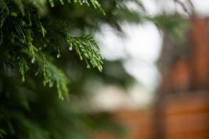 Rain on evergreen