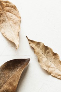 dosha vata pitta kapha